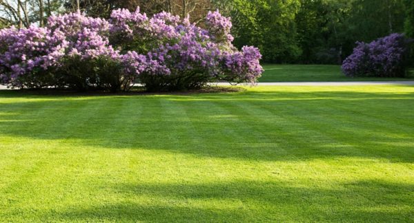 big, green lawn in the spring park